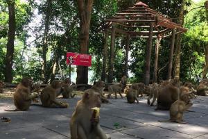 Гора обезьян на Пхукете: что это и как попасть А теперь полезная информация для тех, кто желает разнообразить своё пребывание на Пхукете и решит отправиться в Monkey Hill